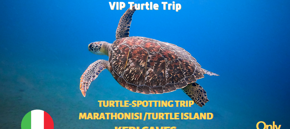 Avvista le tartarughe marine a Zante: avvistamento di tartarughe