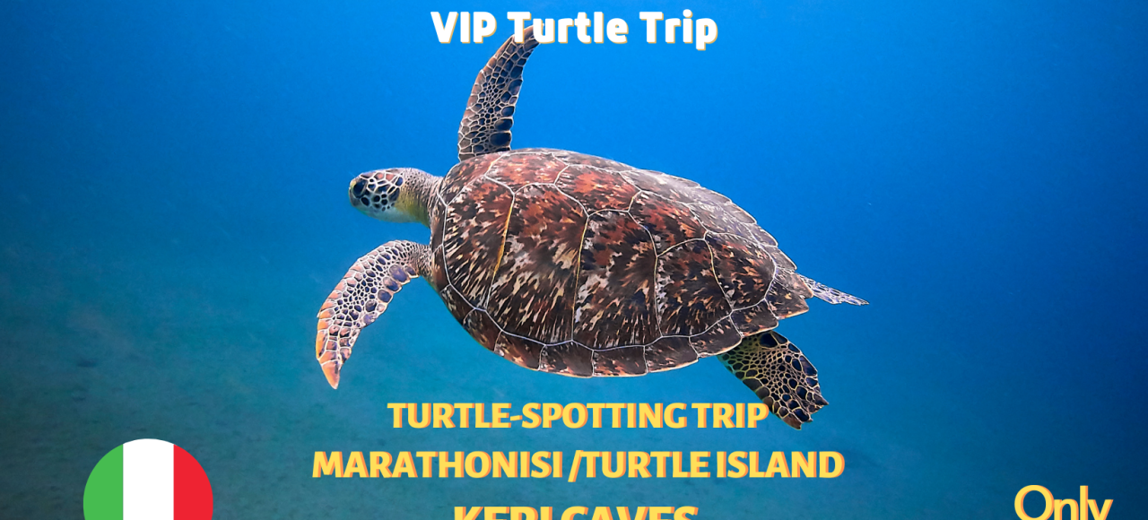 Avvista le tartarughe marine a Zante: avvistamento di tartarughe